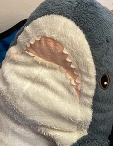 sharkie