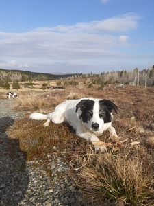 GMacAoidh