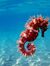 Seahorse
