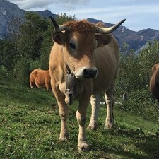 Cow