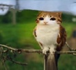 Tea_Cat