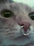 allison :3