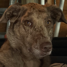 amy