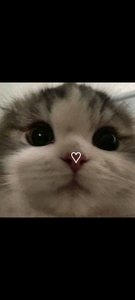 Ahri