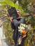 Manar H...