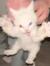 Sterre