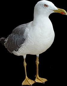 O