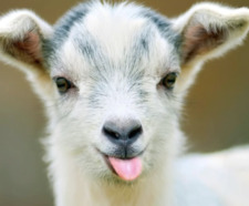 Griffin The Big Reader