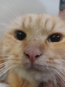 Joukco De Los Santos