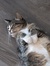 Tabby C...