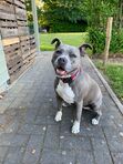 Millie
