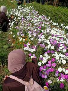 حَنين مصطفى