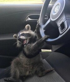 Responsible Racoon