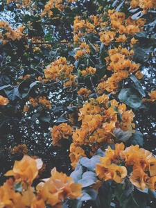 Niharika Chakravarty