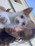 ayse