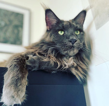 Juliette