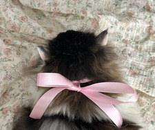 juniper