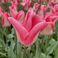 Inka Ebeling-Stewart