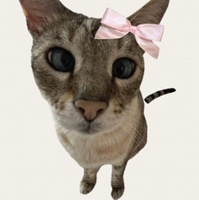 tess ౨ৎ ⋆｡˚