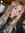 Lacey H