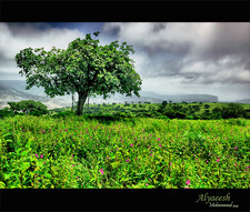 سلطان صالح  الهنائي