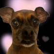 Aubsie 