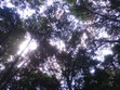 Sanskriti