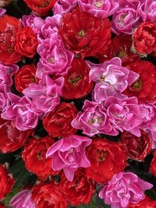 G. Aria