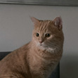 nawal