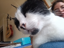 ★ julia dalmoro ★