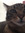 norah