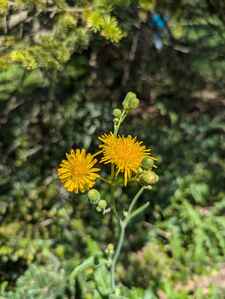 dandelion