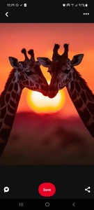 Ily
