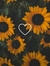 Hiba