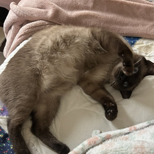 Lily
