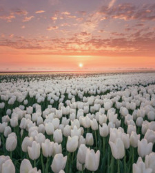 Tilly୧ ‧₊˚ ⋅