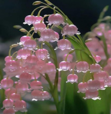 Rose;͙֒₊˚*ੈ♡