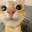 Lee