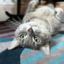 Amelia