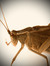 Katydid