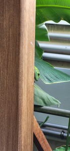 keşfedilmemişelement