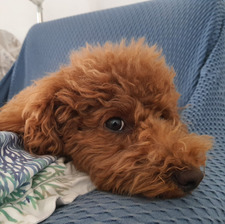 Carlotta