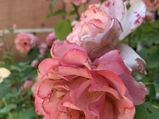 starlight (saw txt ♡)