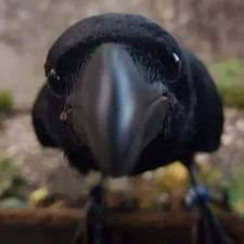 Behold: ✨Safiya✨