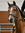 ❤️Braveheartdressage❤️
