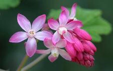 نيرة البحيرى