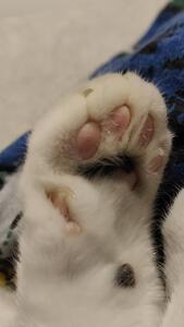 James-Alexander Moritz