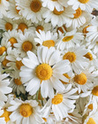 ViviFlower