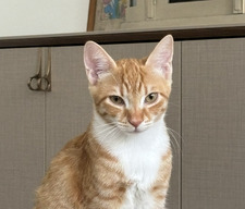 Иван Тосков