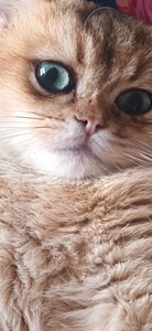Nadia